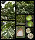 Pometia pinnata